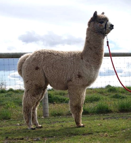 Alpaca Farm | Camelot Haven Alpacas: Vernon, BC